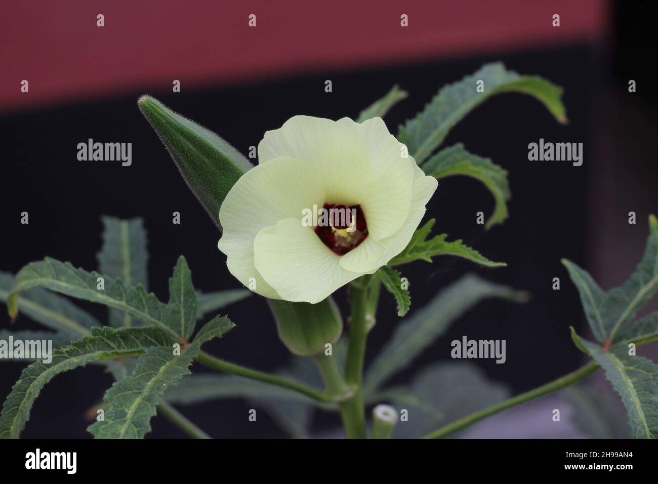 Close up of okra flower. Yellow okra flower. Okra flower with blurred background. Okra. Lady