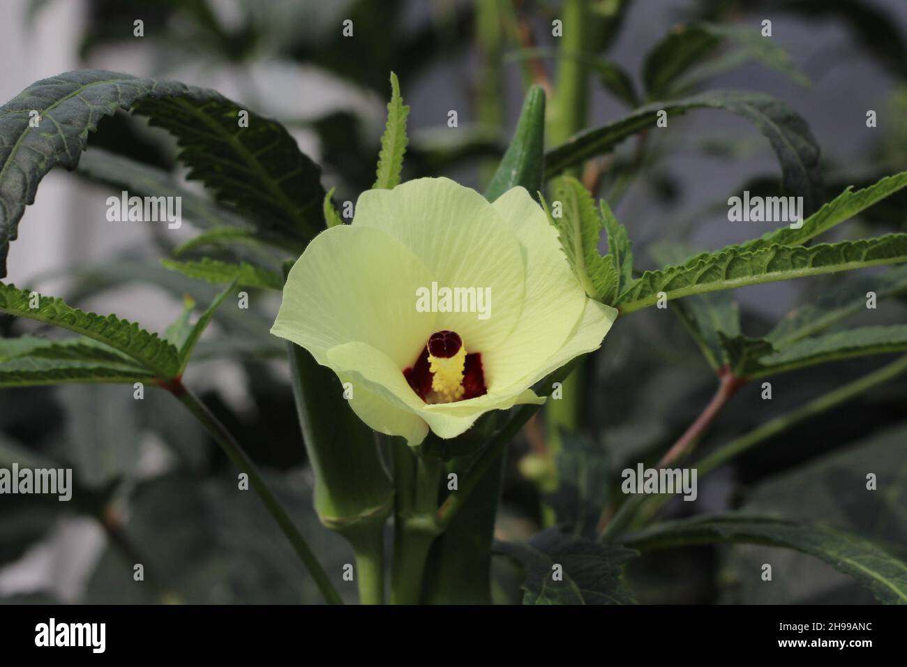 Close up of okra flower. Yellow okra flower. Okra flower with blurred