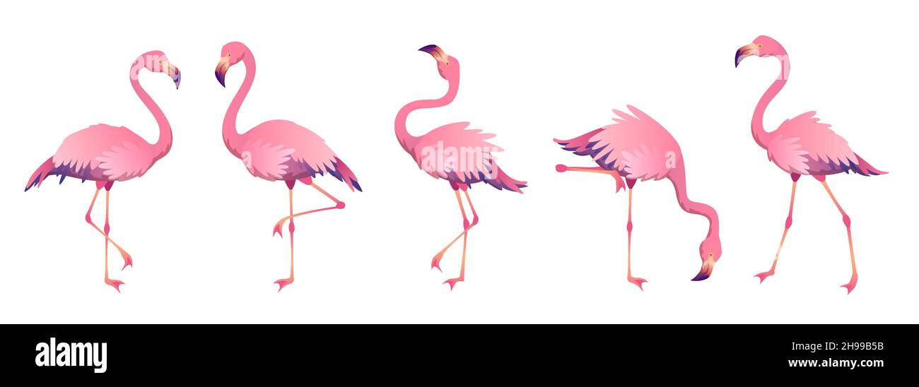Pink flamingos. Cute flamingo animal exotic nature wild fauna zoo bird beak plumage legs tropical african beach art Stock Vector