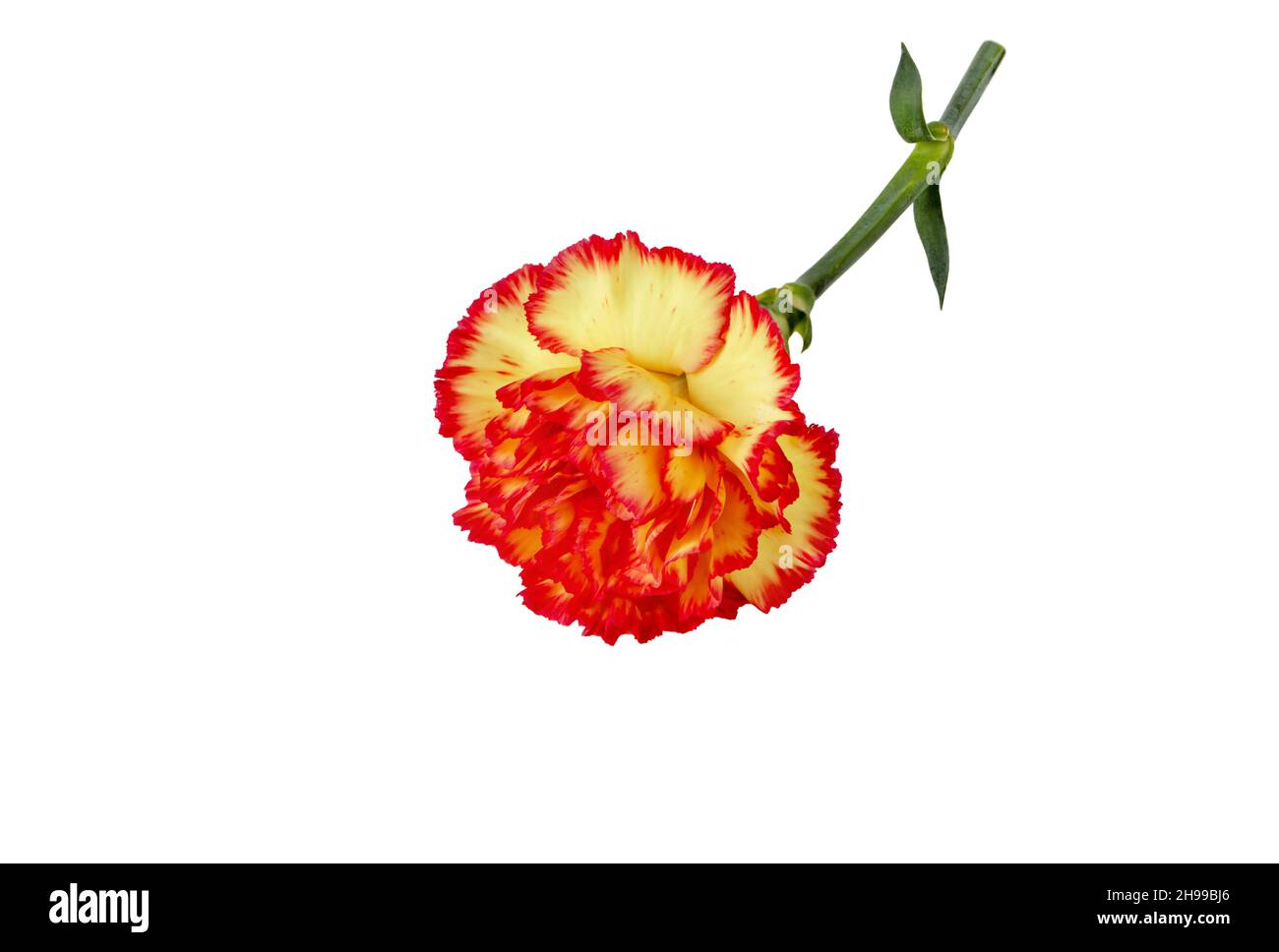 Bright yellow red carnation or clove pink flower isolated on white. Dianthus caryophyllus. Stock Photo