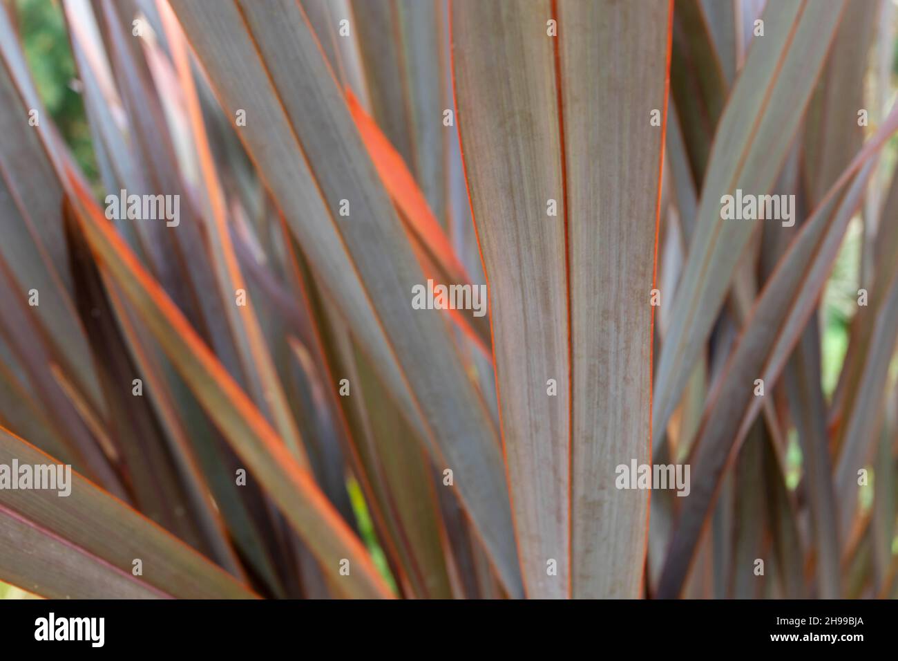 Decorative phormium plant with bright orange leaves margins blurred natural background. New Zealand flax. Stock Photo