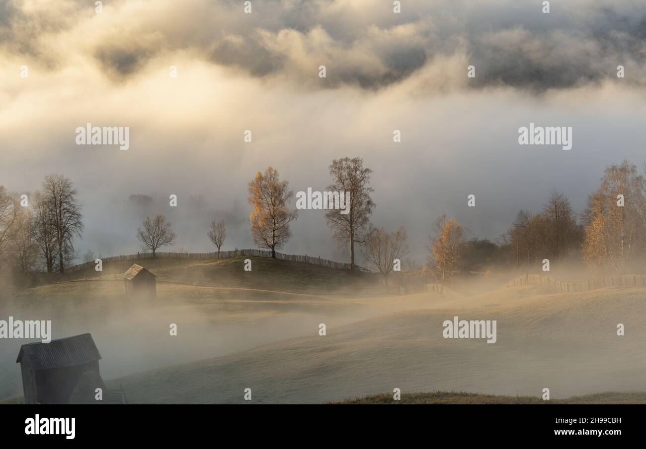 The beautiful view of the forest covered with fog Stock Photo - Alamy