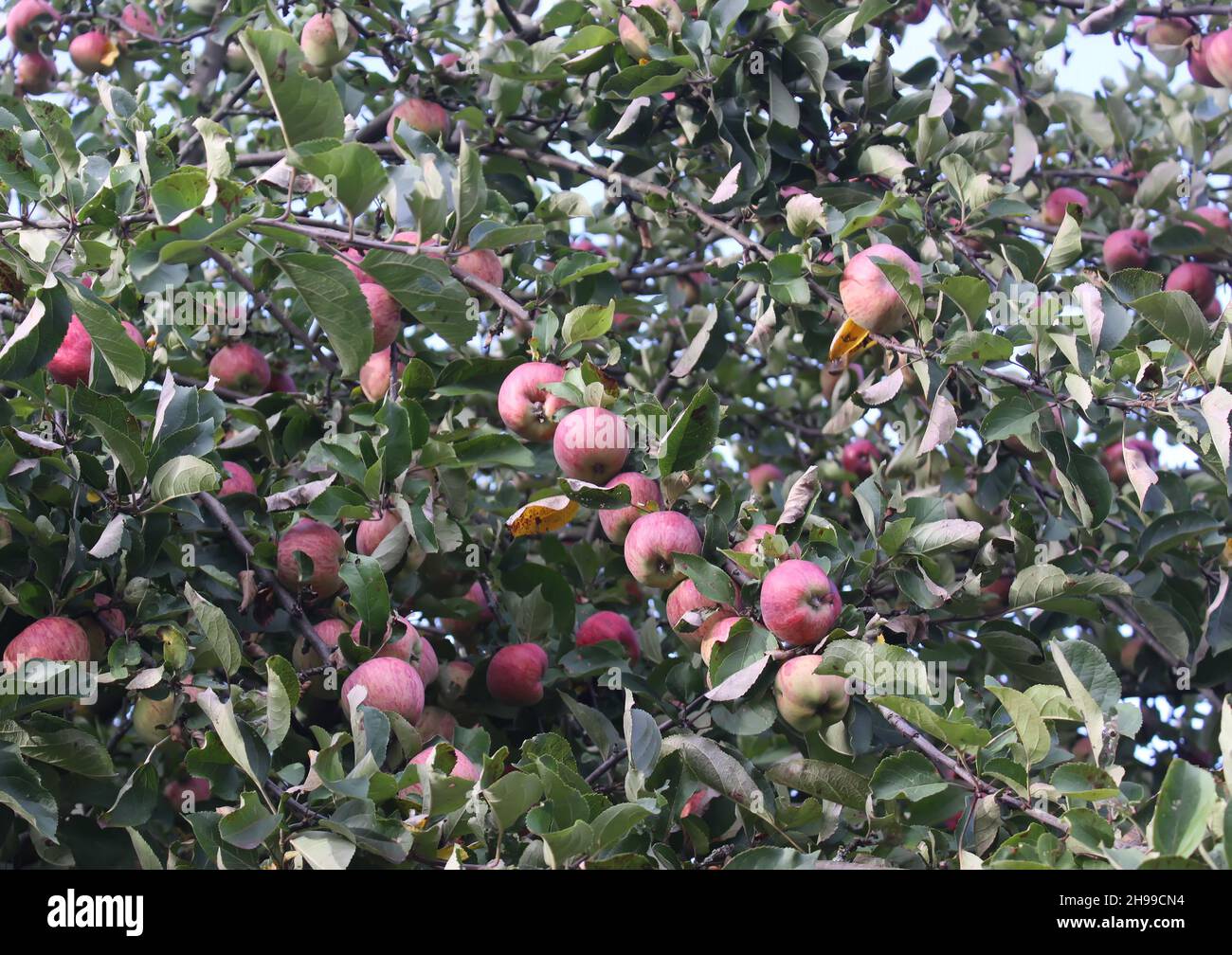 Ripe red apples on the apple tree branch in the garden Stock Photo - Alamy
