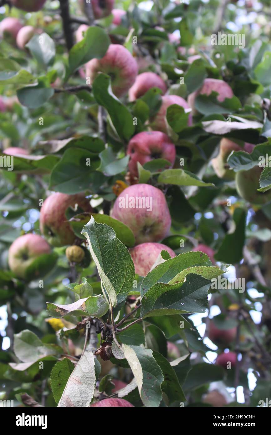 Ripe red apples on the apple tree branch in the garden Stock Photo - Alamy