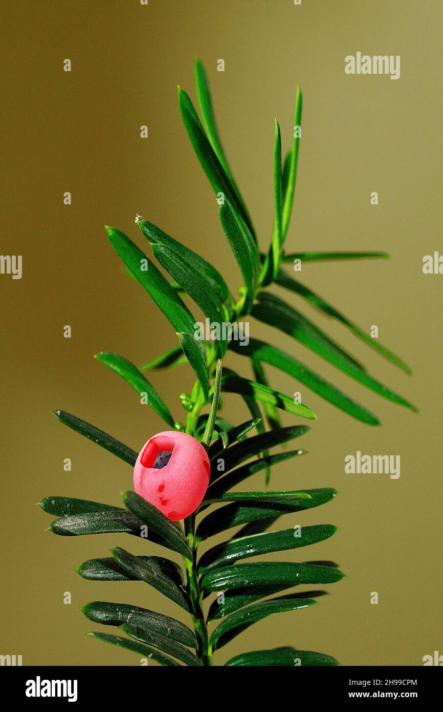 Taxus baccata, the common yew or black yew, is a species in the genus Taxus. Stock Photo