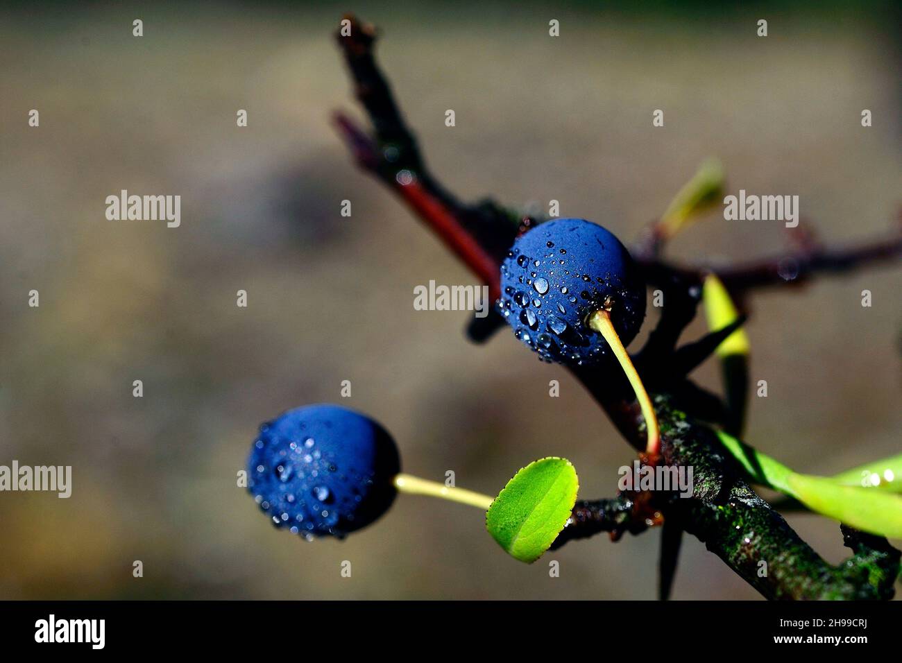 Prunus spinosa, the blackthorn, is a species of shrub in the Rosaceae family. Stock Photo