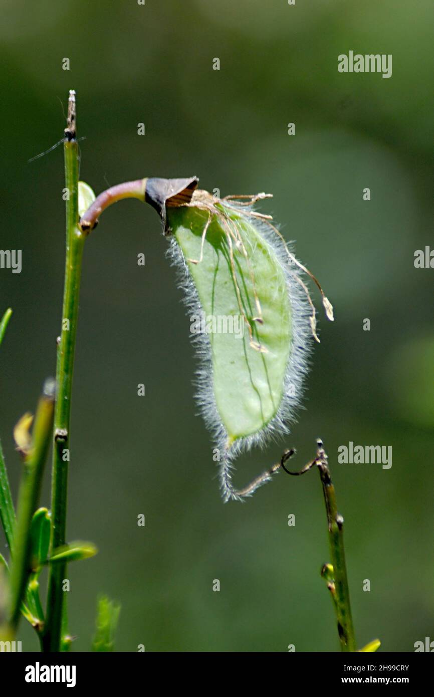 Genista is a species of shrubs in the Faboideae subfamily, within the Fabaceae family. Stock Photo