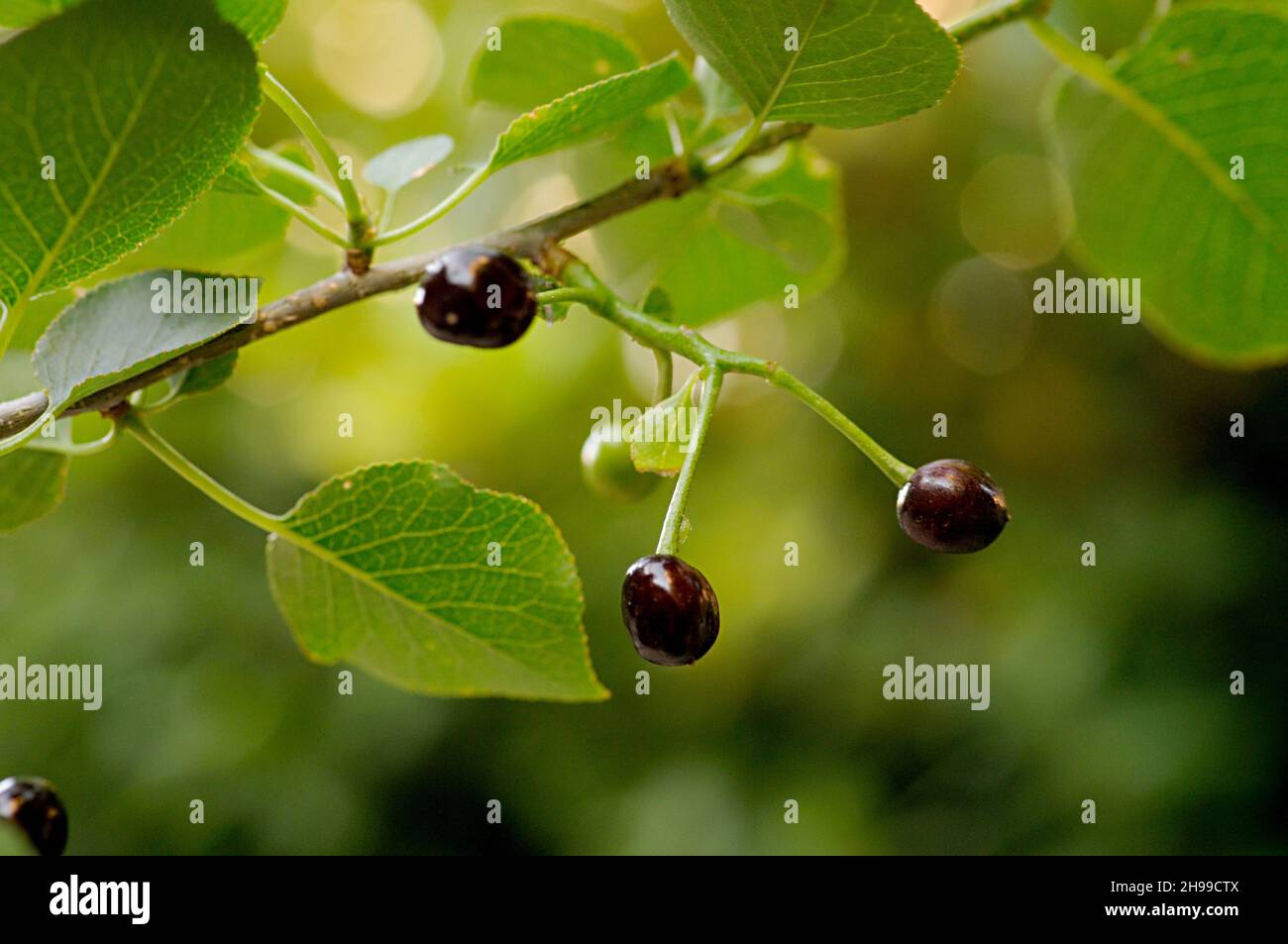 Prunus mahaleb - The Saint Lucia cherry tree is a shrub in the Rosaceae family. Stock Photo