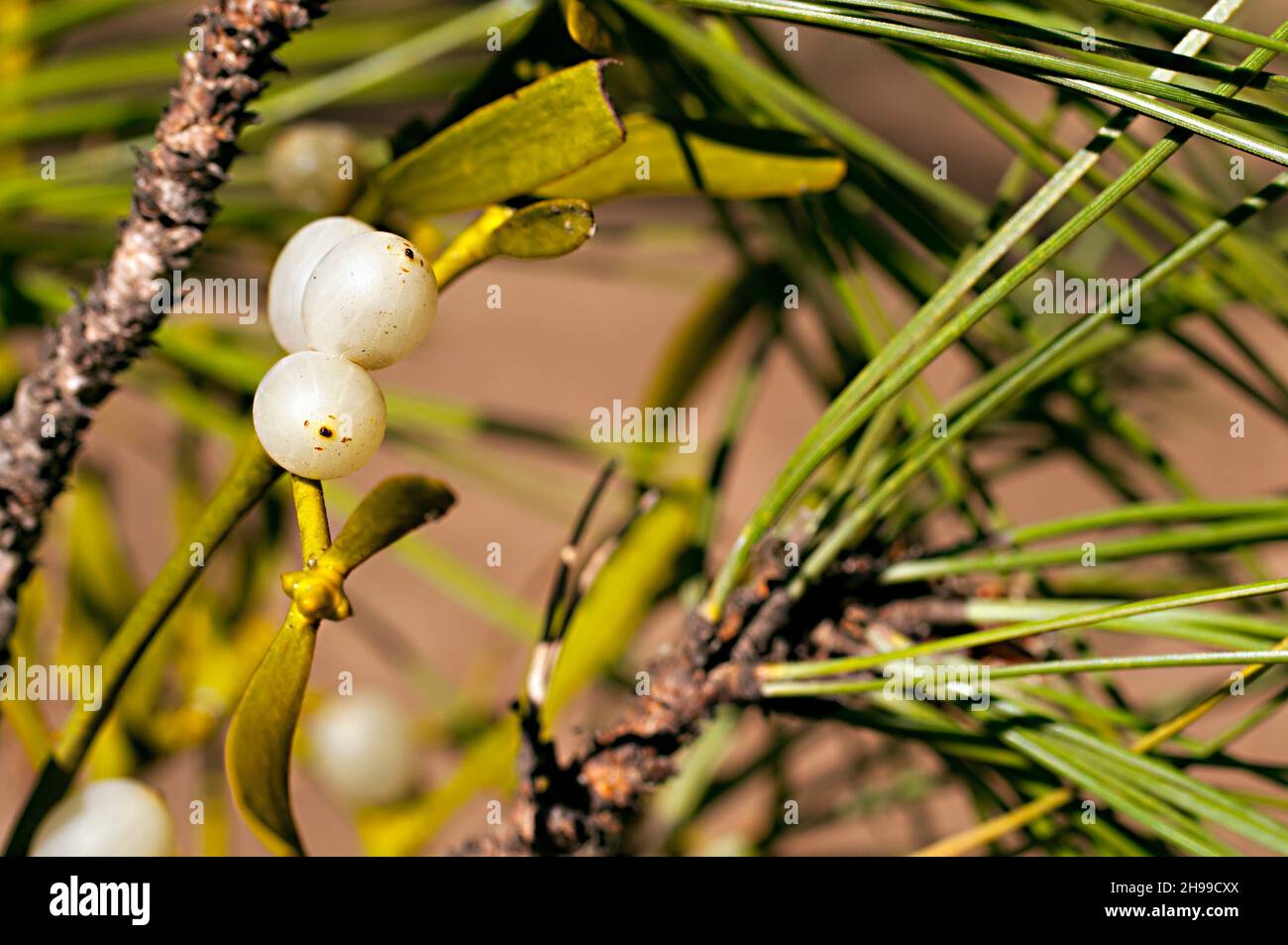 Viscum album, commonly called white mistletoe, is a semi-parasitic plant. Stock Photo
