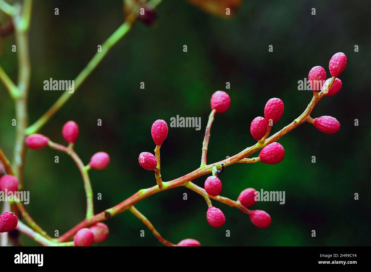 Pistacia lentiscus - The mastic, is a species of phanerogam of the genus Pistacia Stock Photo