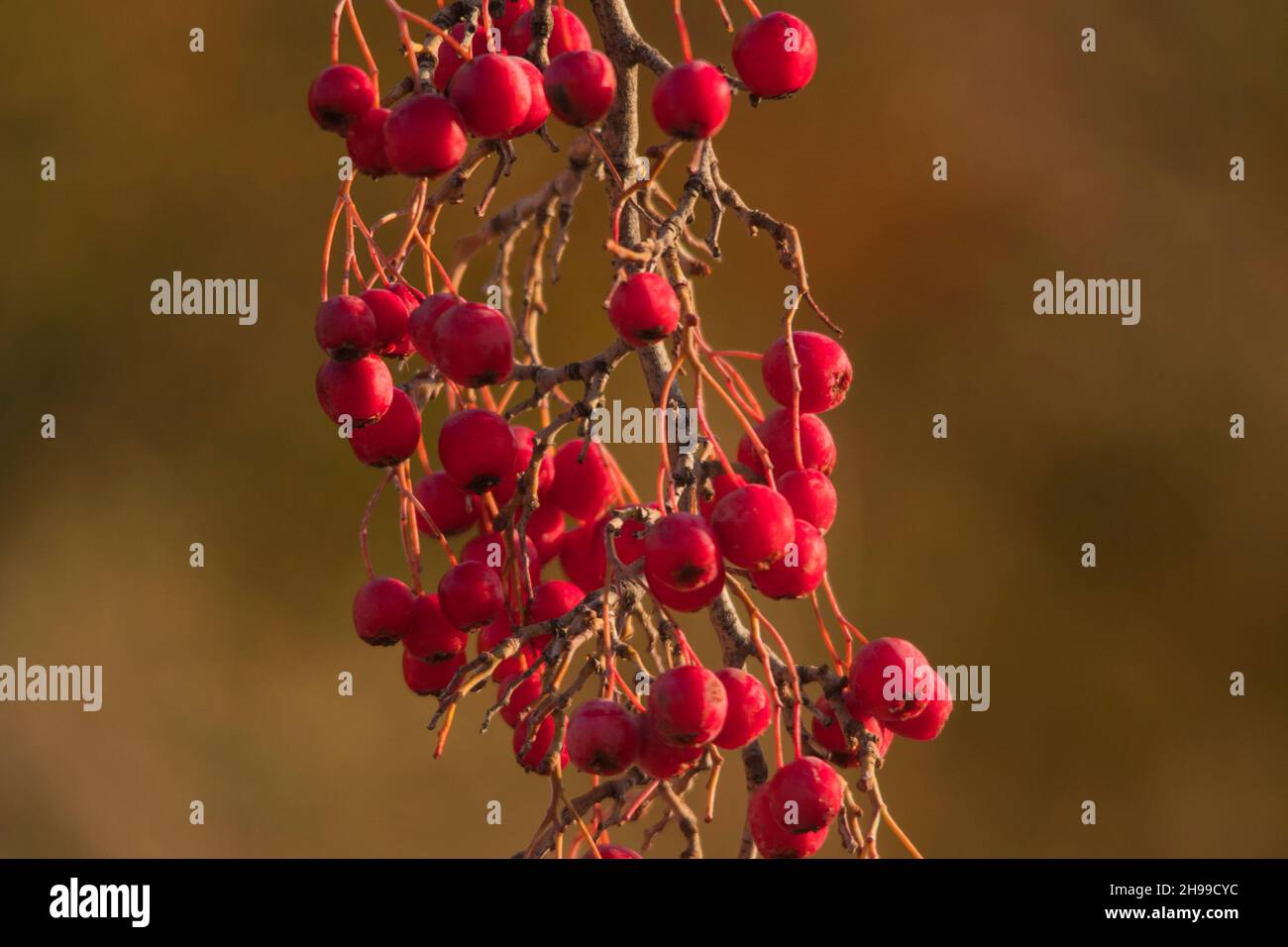 Crataegus monogyna - The hawthorn, is a flowering plant belonging to the Rosaceae family. Stock Photo