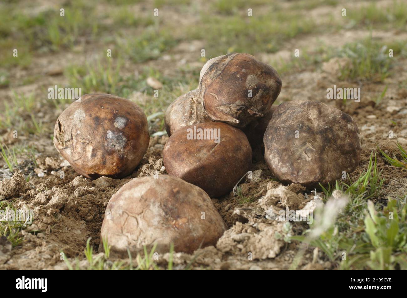 The terfeziaceae, earth criadillas, or desert truffles, are fungi belonging to the ascomycetes. Stock Photo