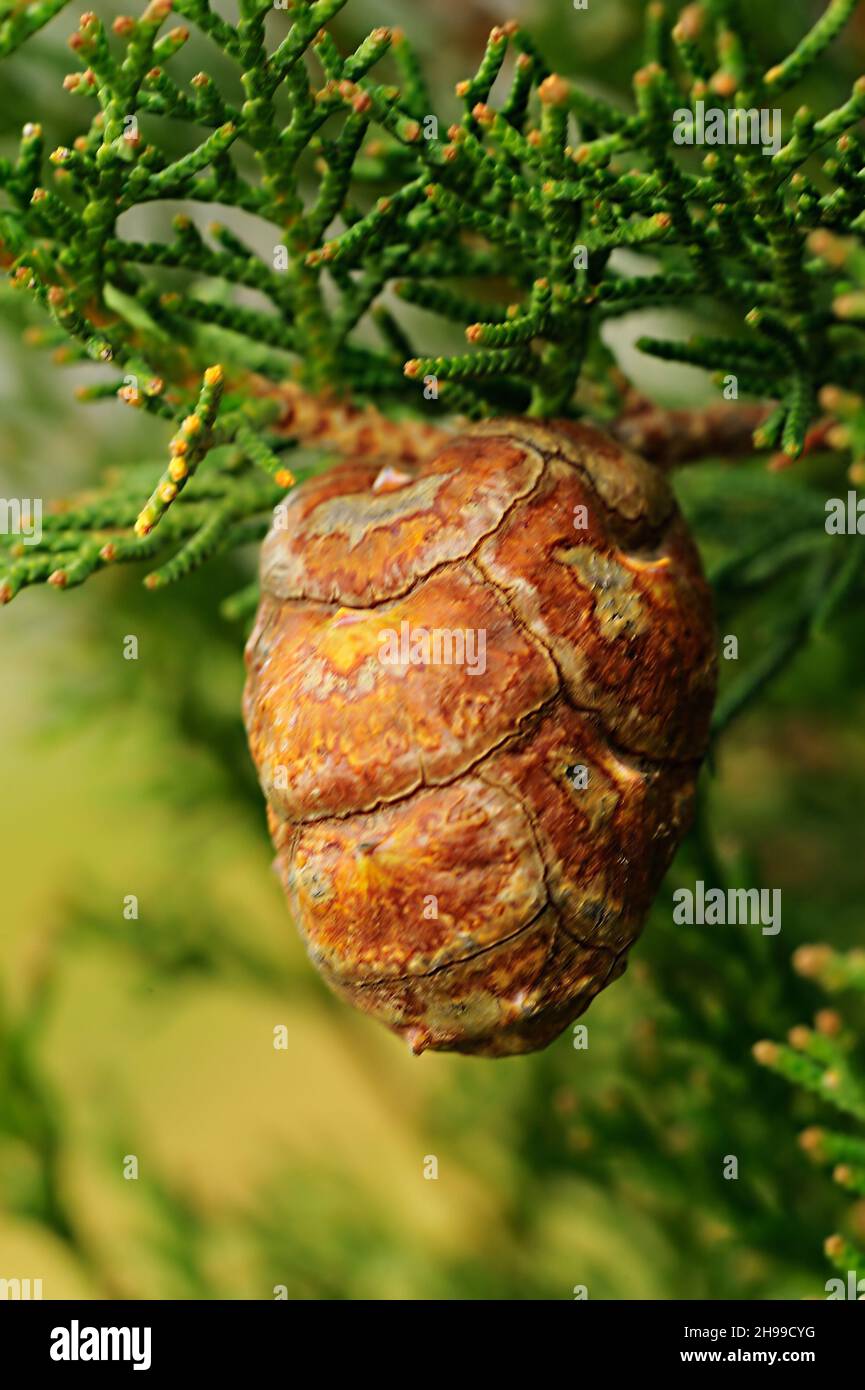 Cupressus is a genus of trees commonly called cypress. Stock Photo