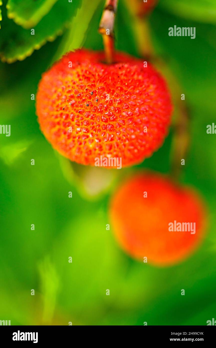 Arbutus unedo - The strawberry tree is a shrub of the genus Arbutus of the Ericaceae family. Stock Photo
