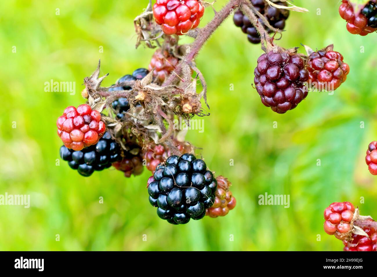 Hanging brambles hires stock photography and images Alamy