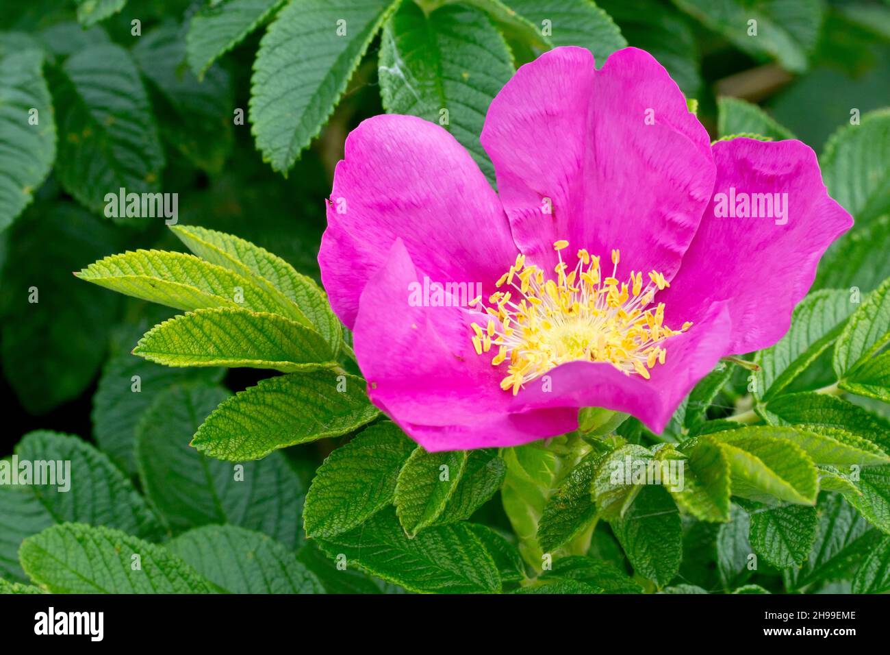 Wild Rose (rosa rugosa rubra), also known as Japanese Rose, close up showing a single open flower surrounded by the leaves of the plant. Stock Photo