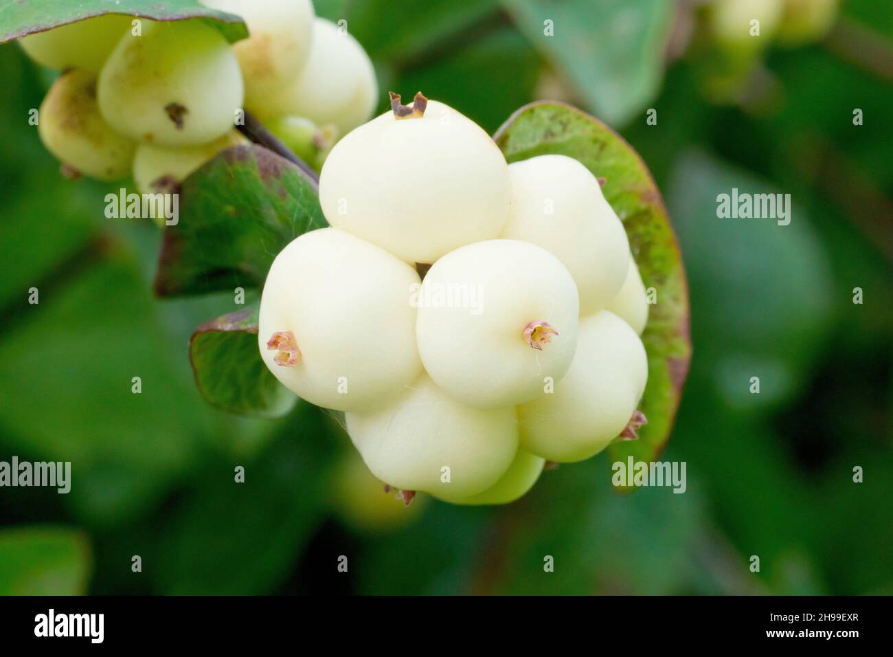 Snowberry (symphoricarpos rivularis), close up of the familiar white berries that appear in the autumn on the popularily planted shrub. Stock Photo