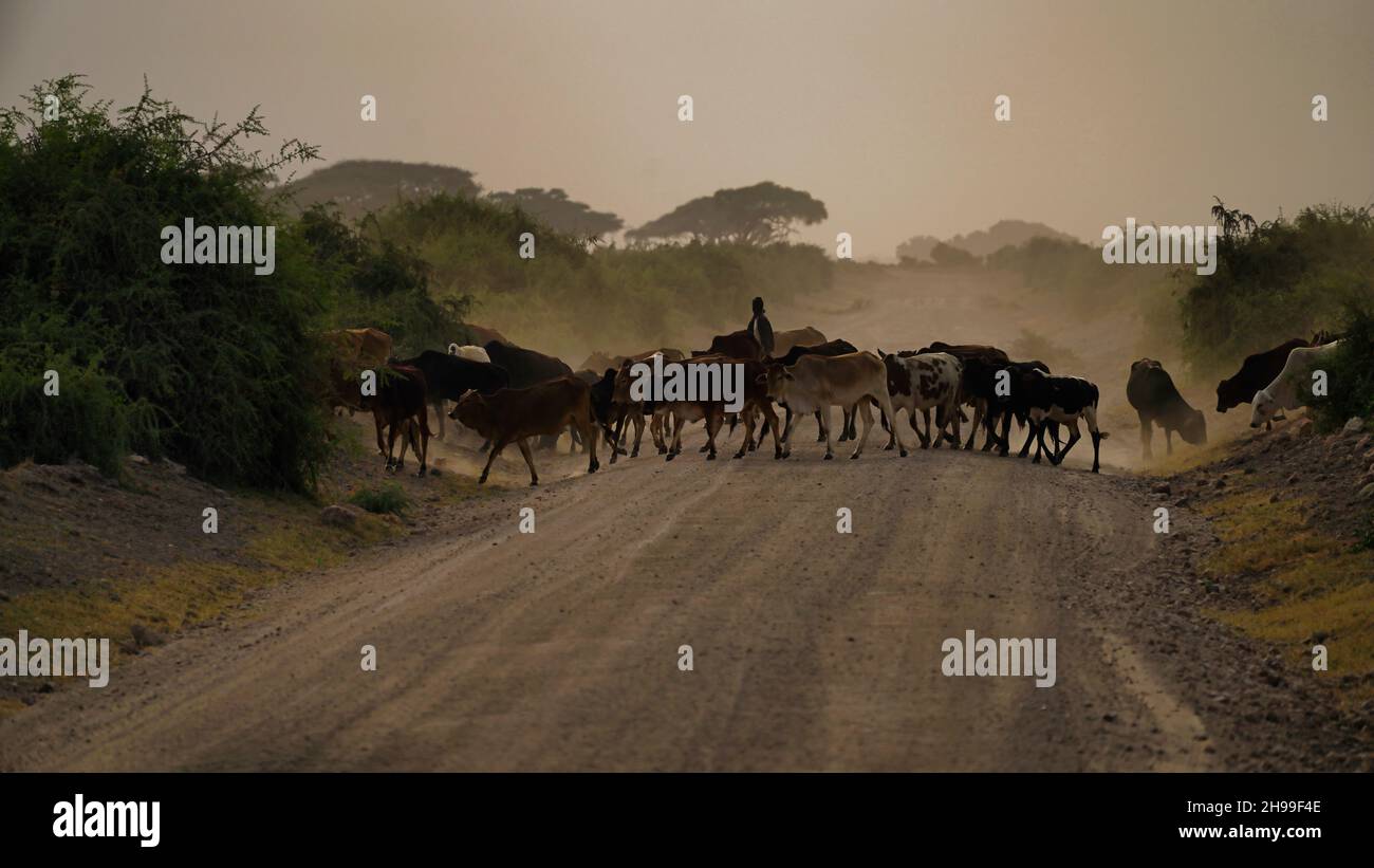 A breathtaking shot of a herd of cows walking on the road of a desert Stock Photo