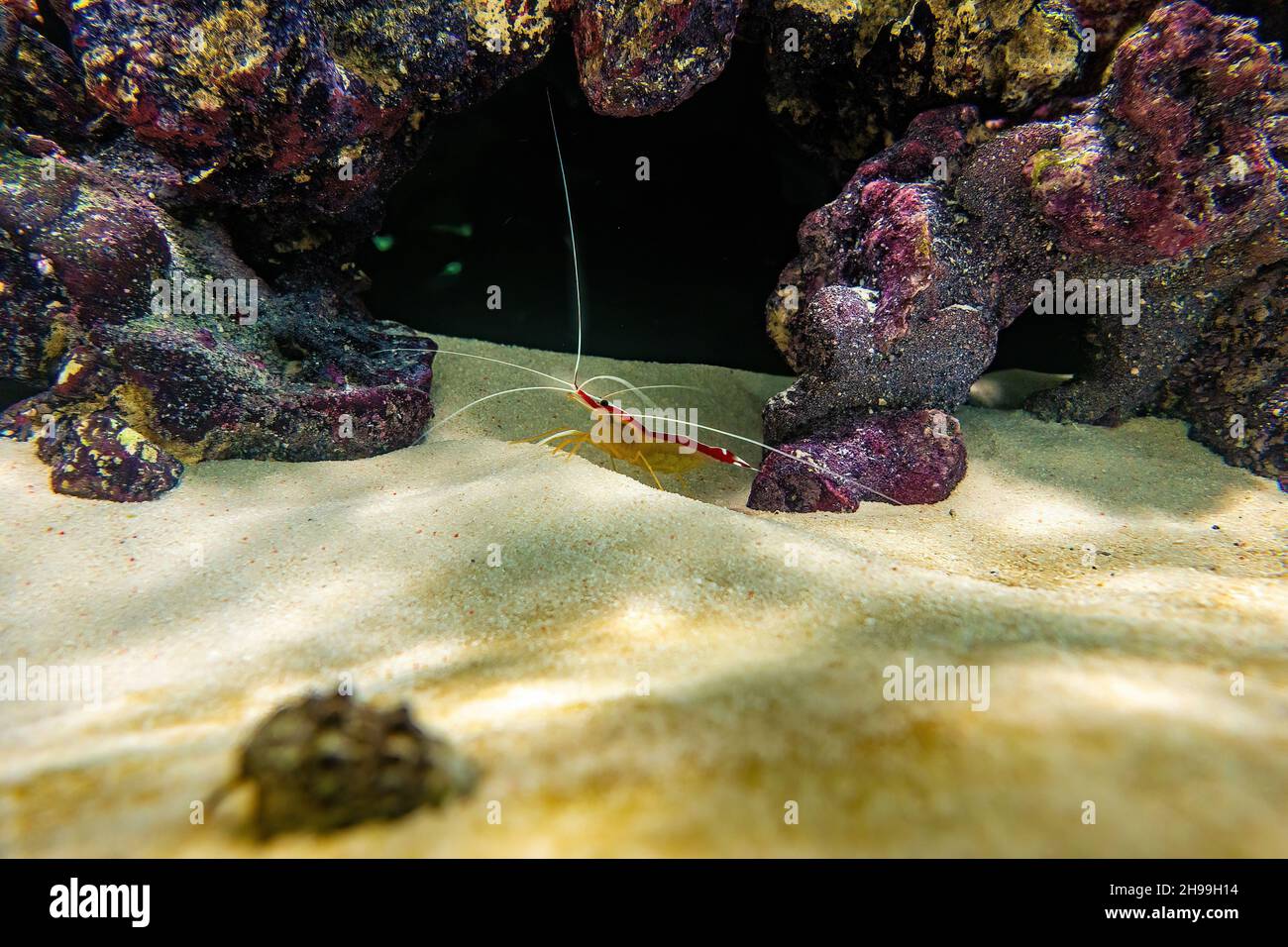 The Scarlet Skunk Cleaner Shrimp, (Lysmata amboinensis Stock Photo - Alamy
