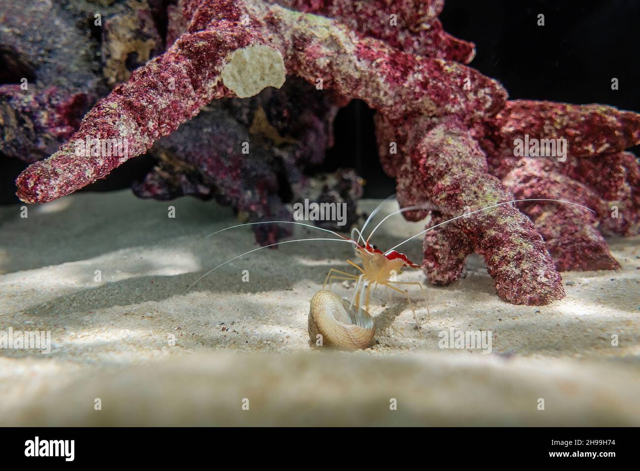 The Scarlet Skunk Cleaner Shrimp, (Lysmata amboinensis Stock Photo Alamy