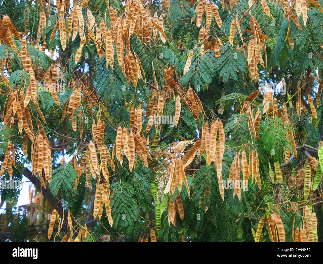 Alfarrobeira, carob tree with golden st. Jehns bread fruit Stock Photo