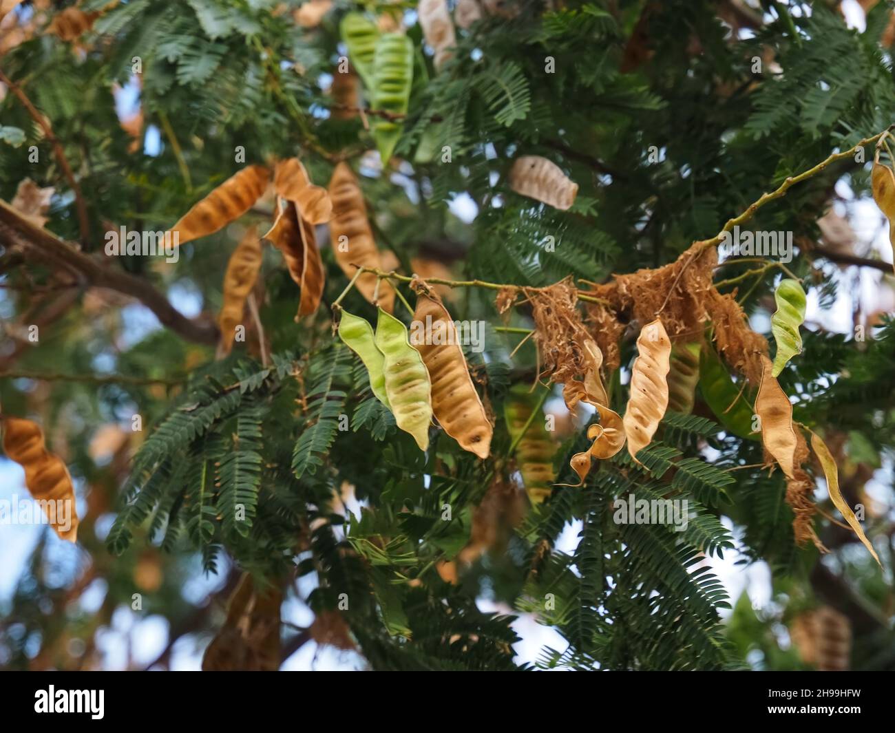 Alfarrobeira, carob tree with golden st. Jehns bread fruit Stock Photo