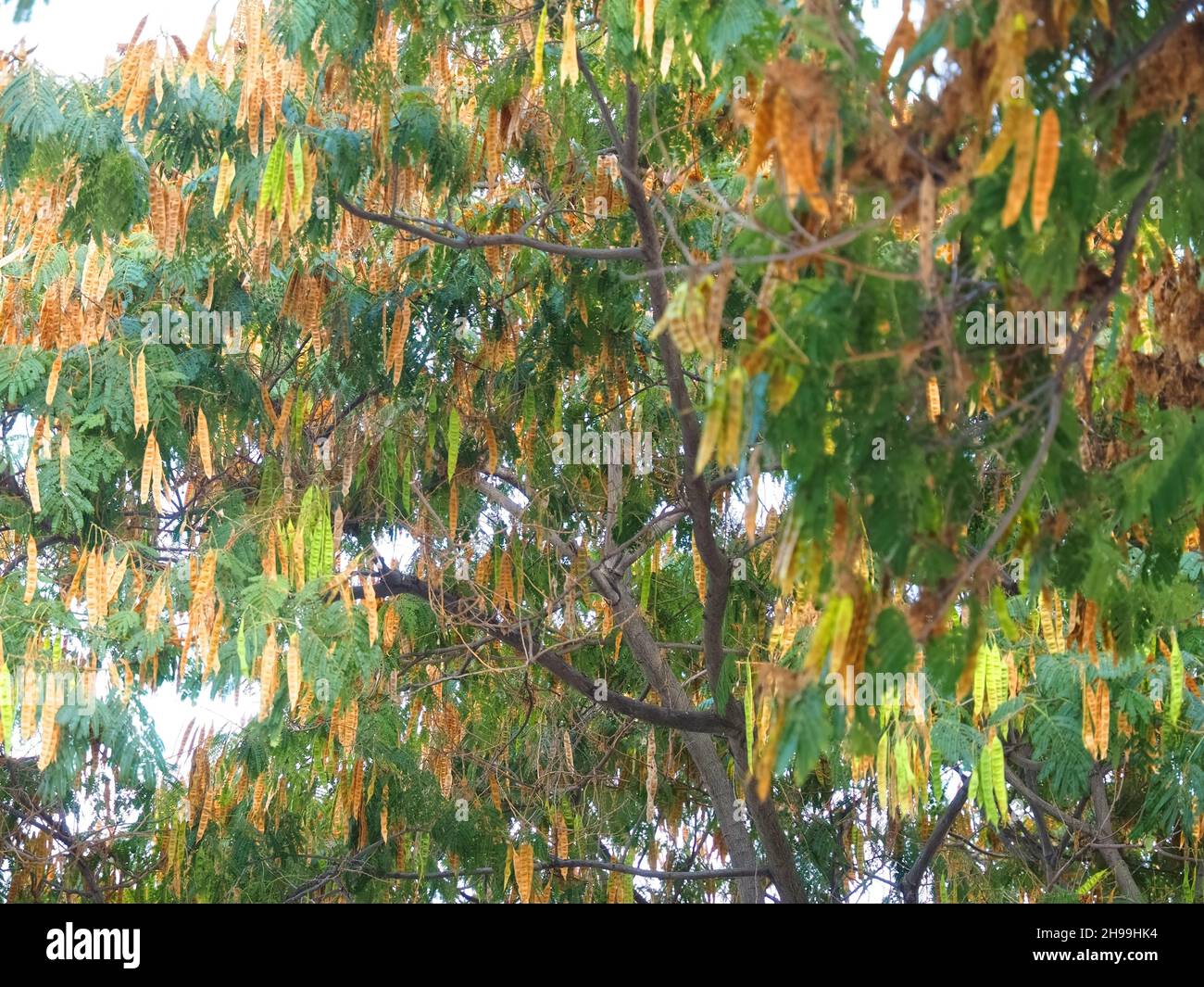 Gold fruit tree hires stock photography and images Alamy