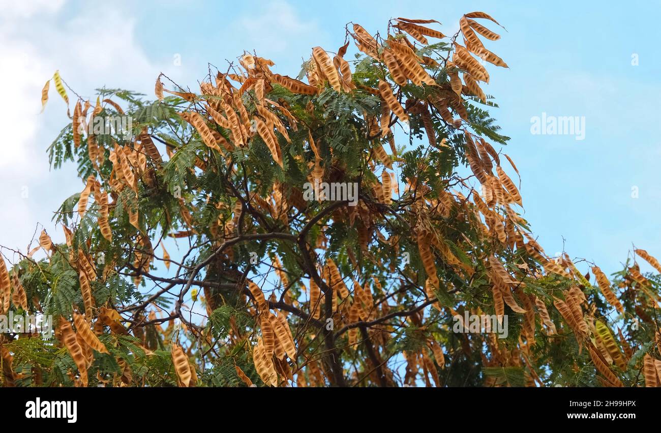 Carob mill hires stock photography and images Alamy