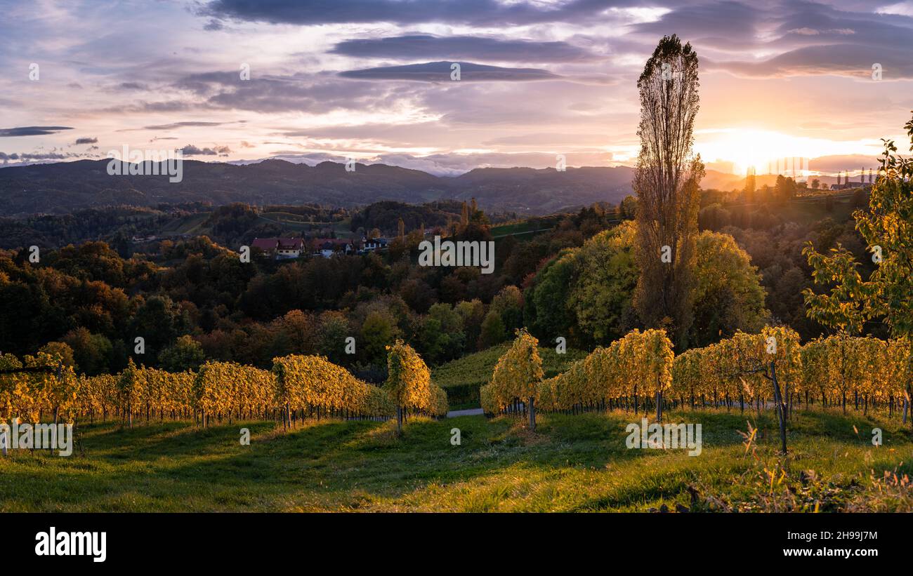 panoramic view of vineyars and hills at sunet in red and orange autumn colors on the Südsteirische Weinstraße, Styria, Austria Stock Photo