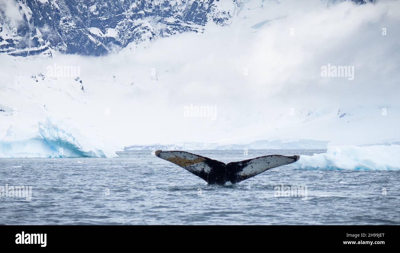 A closeup of a Humpback whale diving into the ocean in Antarctica Stock ...