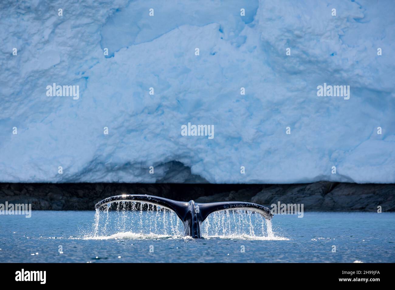 A closeup of a Humpback whale diving into the ocean in Antarctica Stock ...