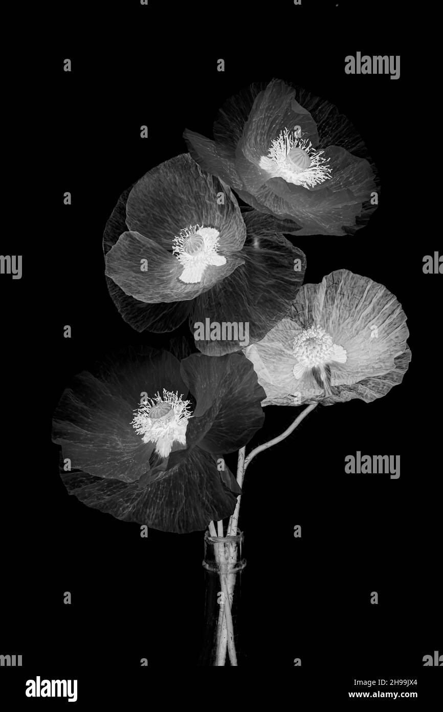 Black and white poppies hi-res stock photography and images - Alamy