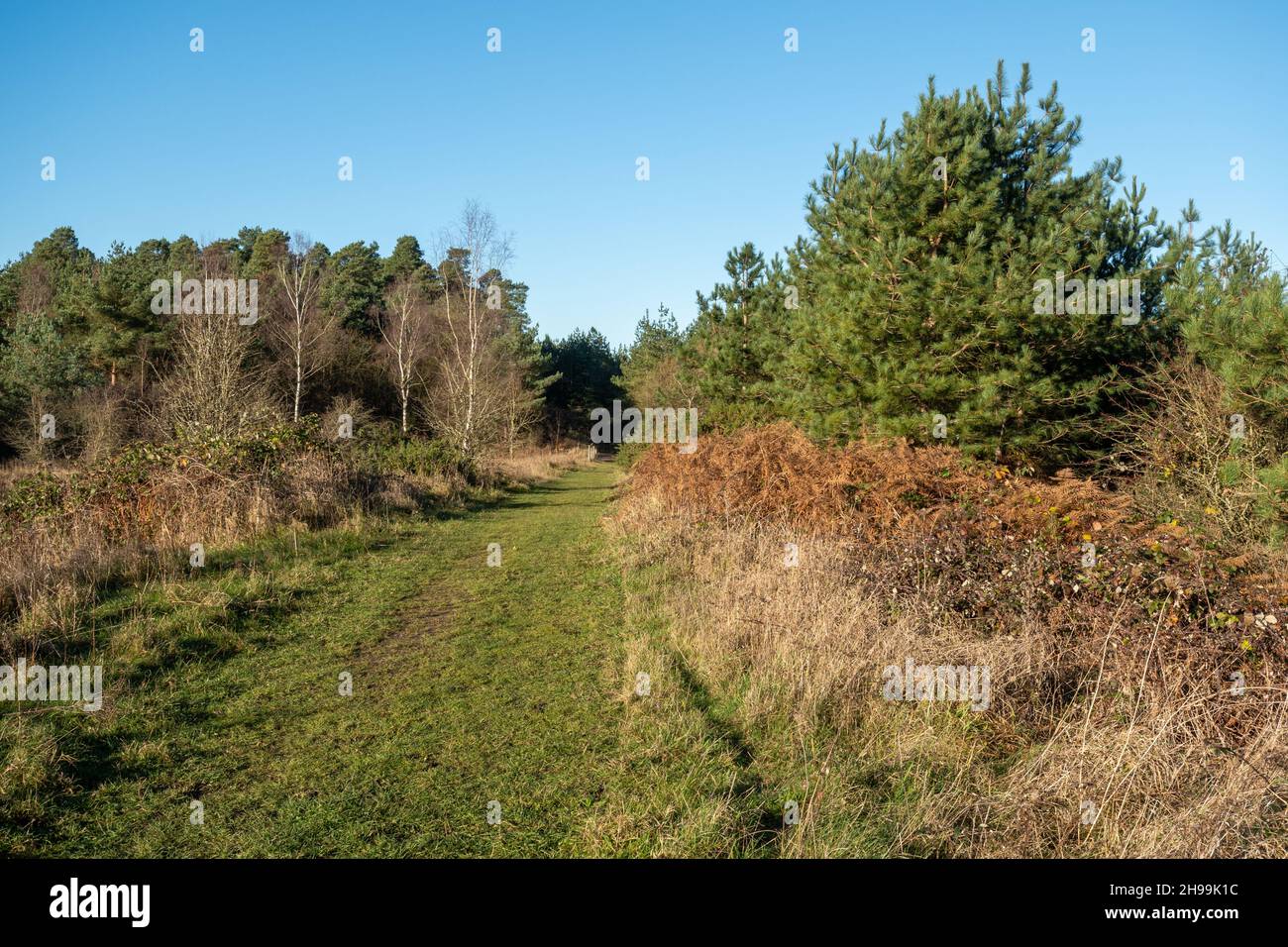 View of Bramshill Plantation, a Forestry England site on the Hampshire Berkshire border, England, UK, on a sunny day in early December Stock Photo