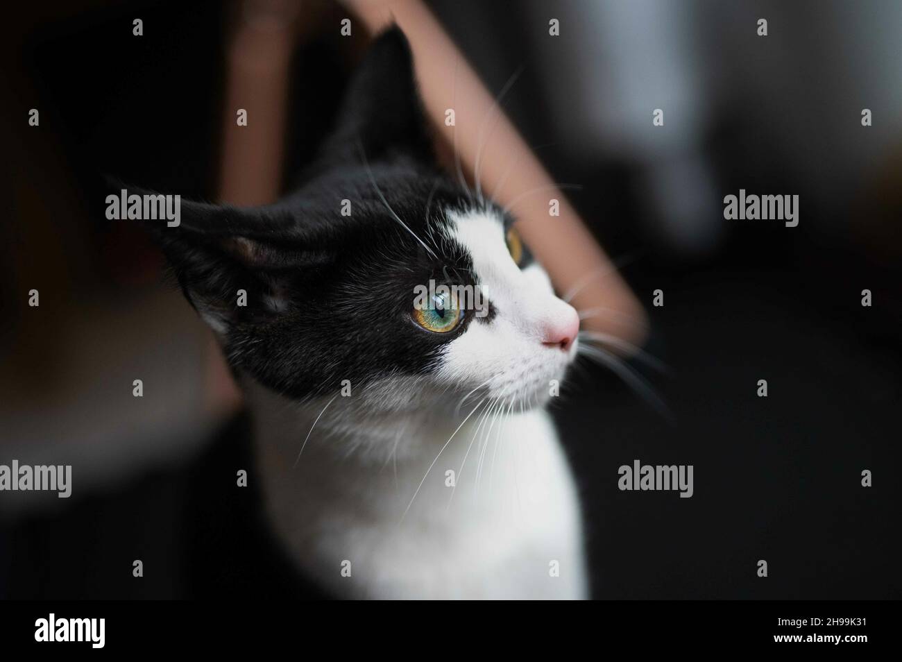 Black white cat hi-res stock photography and images - Alamy