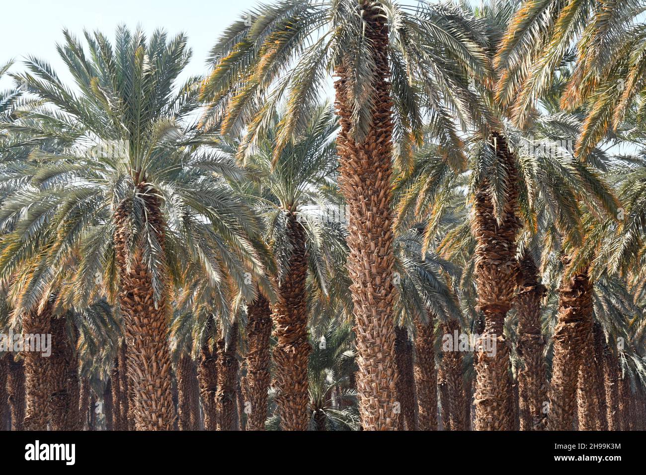 palm trees orchard near the Dead sea, Israel Stock Photo