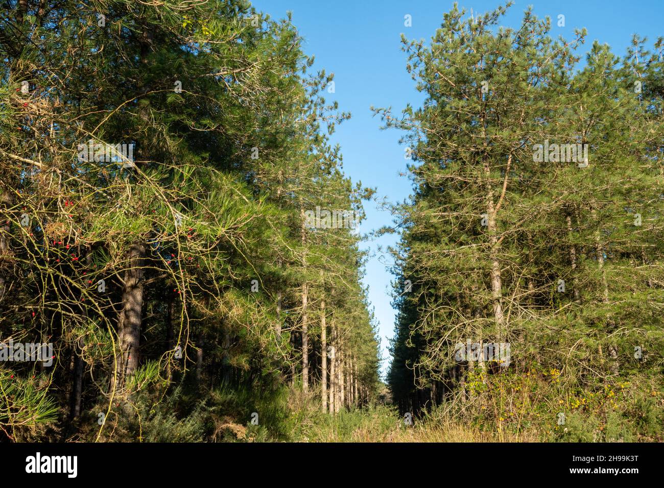 View of Bramshill Plantation, a Forestry England site on the Hampshire Berkshire border, England, UK, on a sunny day in early December Stock Photo