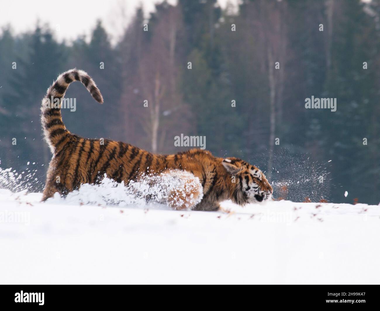 Natural scene with siberian tiger runnig in snowy taiga in russia (Panthera tigrais altaica) Stock Photo