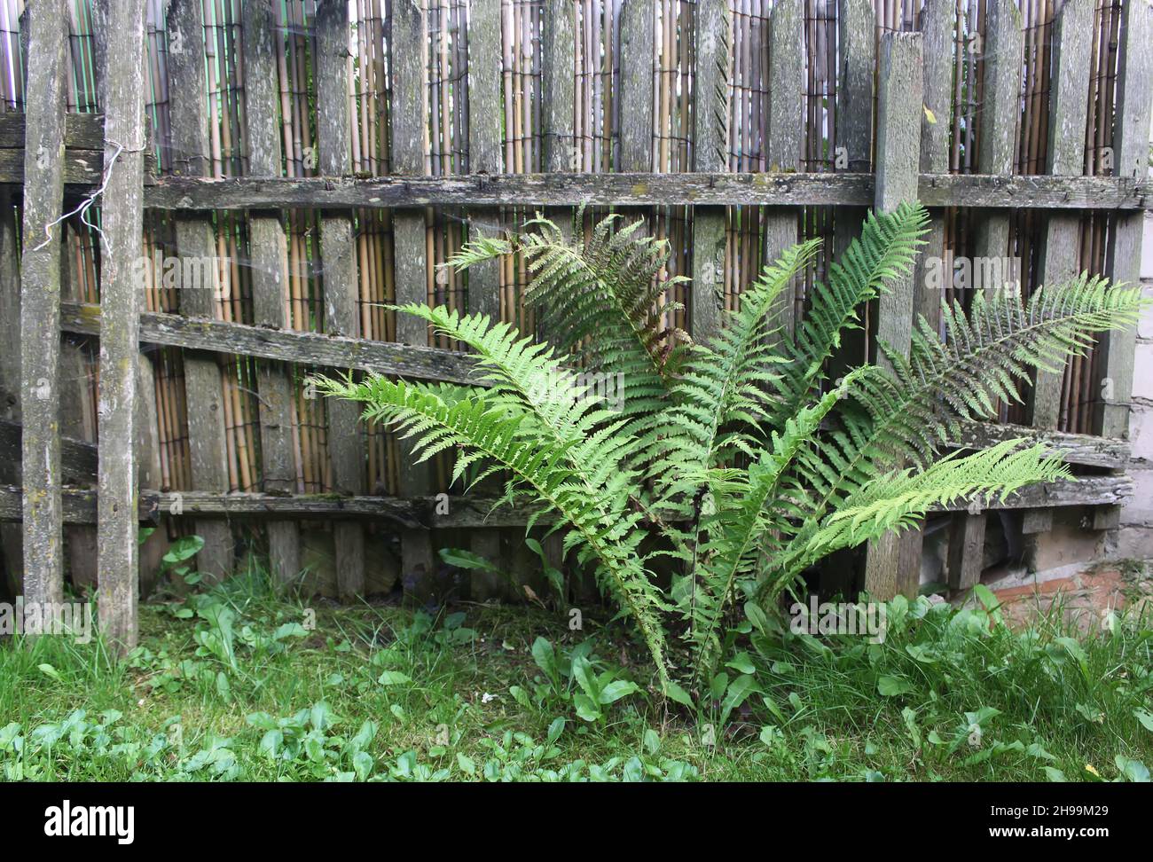 big yucca plant RETAIL - Yucca rostrata