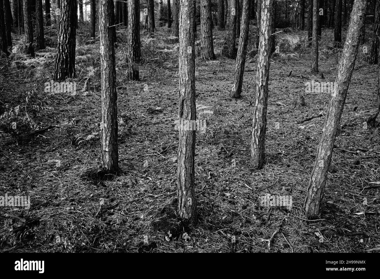 Pine tree trunks in high contrast black and white. Stock Photo