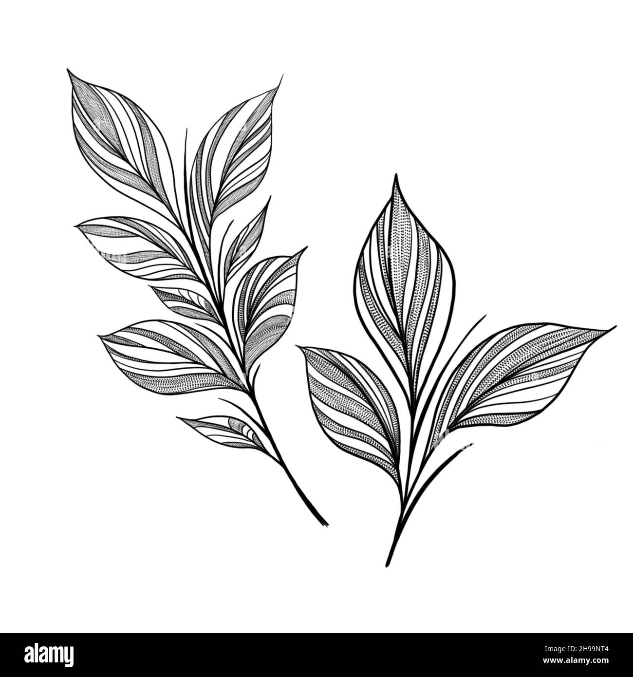 botany tattoo sketch - beautiful twig plant. Botanical element template for graphic design, wedding decor, textiles, souvenir gift, stationery print Stock Photo