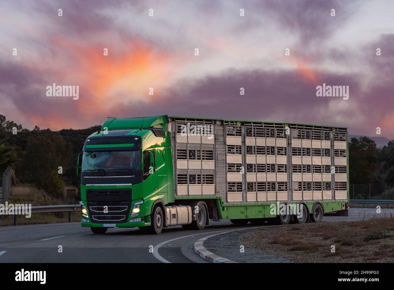 Truck with cage semi-trailer for transporting livestock. Stock Photo