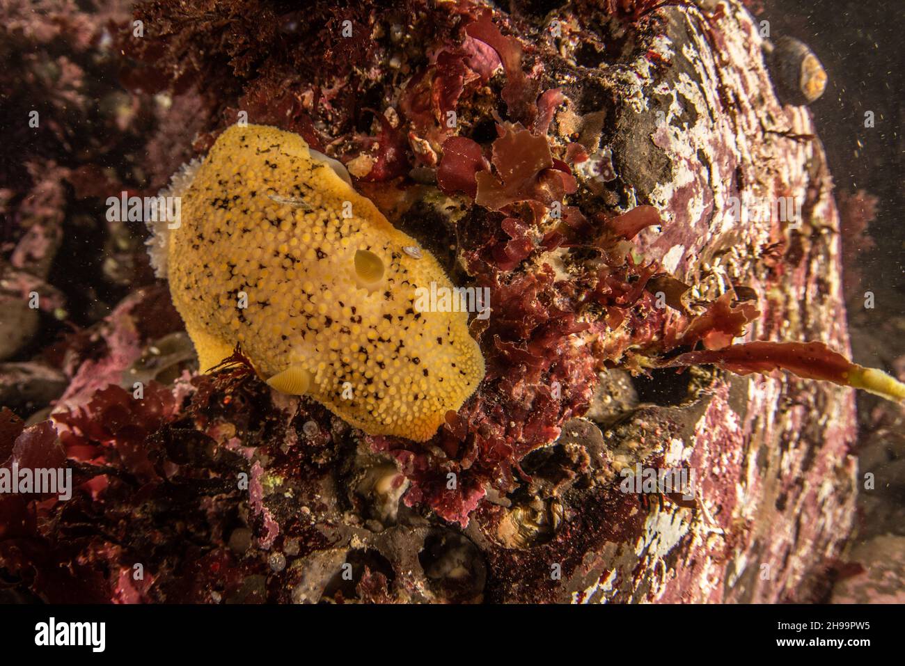 A bright yellow monterey sea lemon (Doris montereyensis) a large nudibranch or sea slug found in the Pacific ocean along North America. Stock Photo