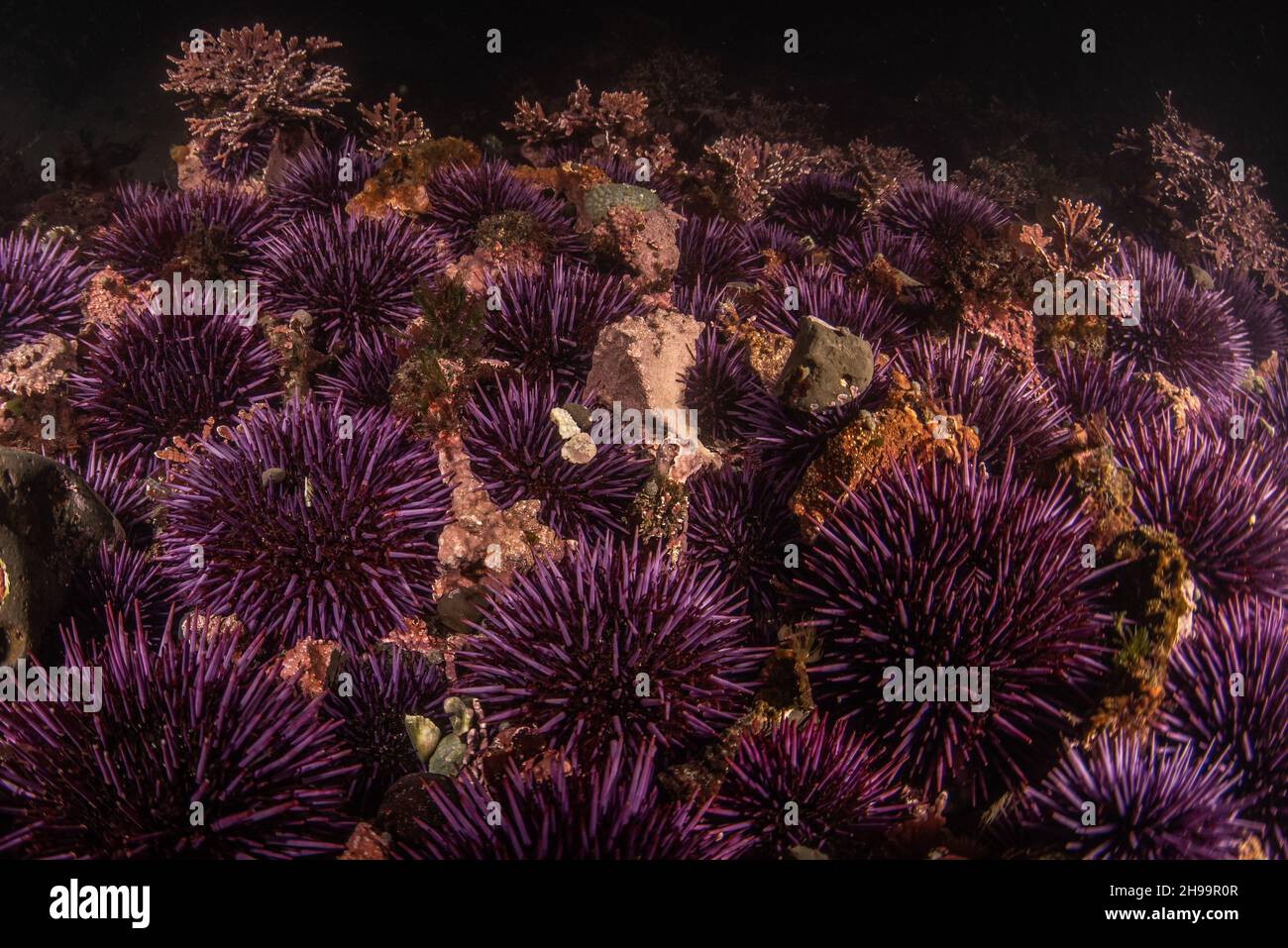 Large aggregations of Pacific purple sea urchins (Strongylocentrotus purpuratus) in coastal tidepools in Fitzgerald marine reserve in California. Stock Photo