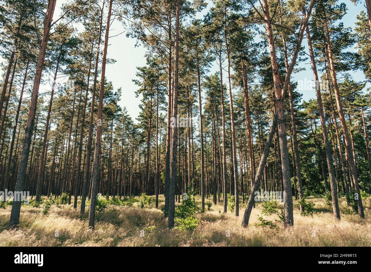 a view of a pine tree forest in Preila, Lithuania Stock Photo