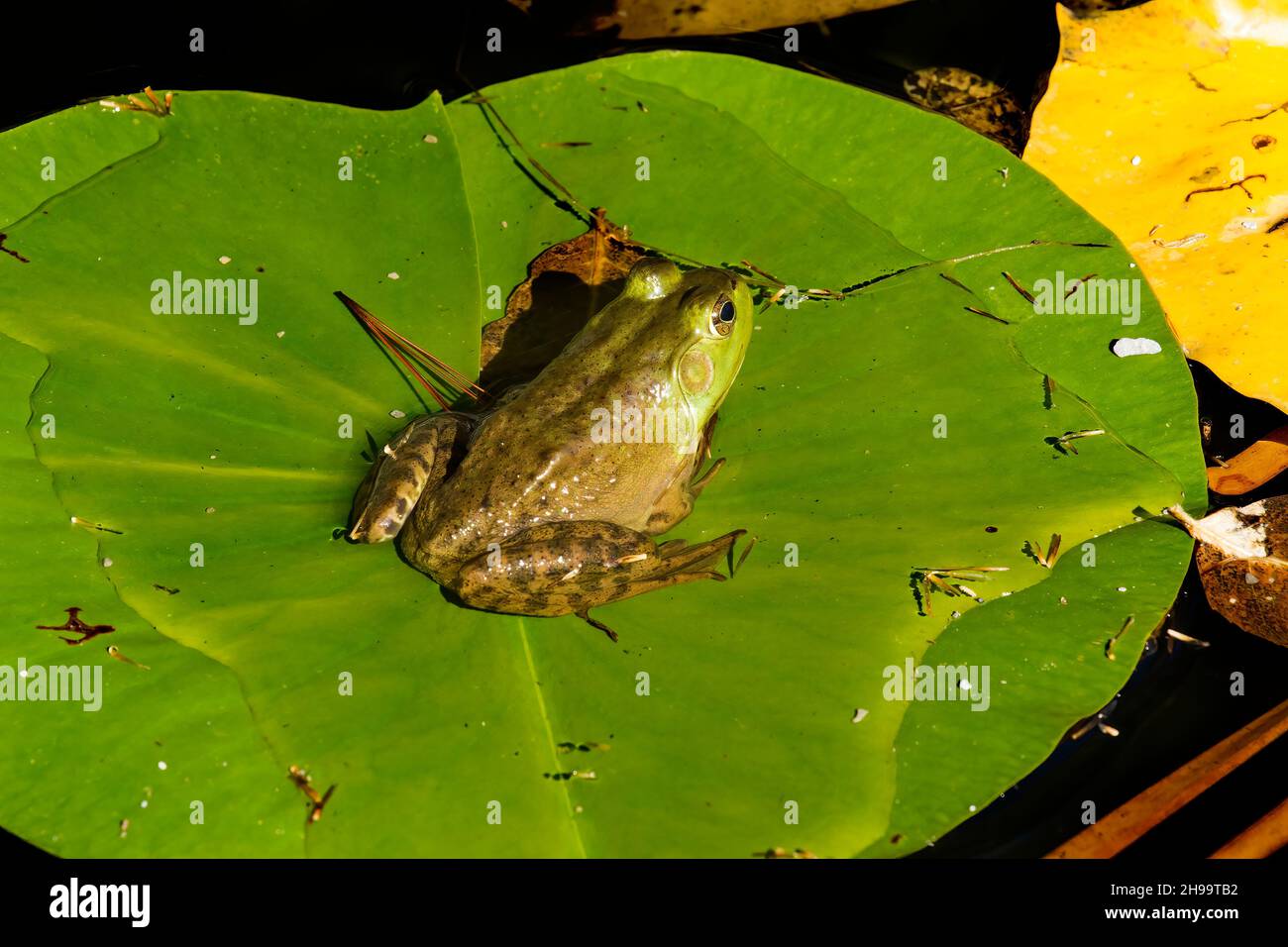 A green Frog sitting on a lily Pad Stock Photo