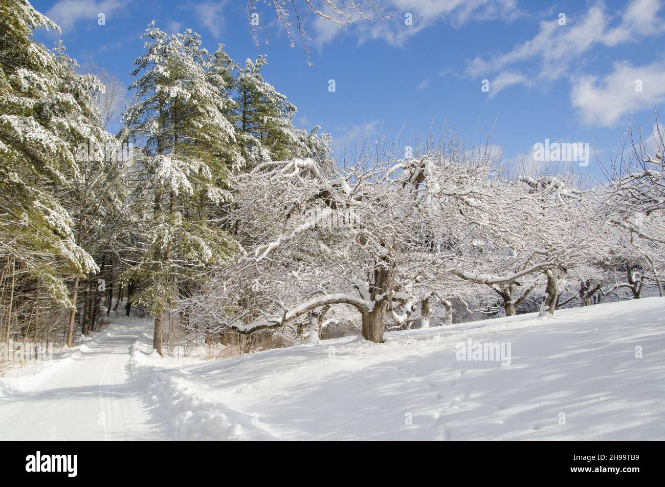The road leads beside apple orchard on a clear day in fresh snow in winter, North Yarmouth, Maine, USA Stock Photo