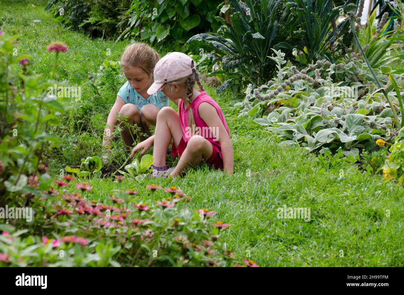 Two friends explore and learn in Community Garden summer camp, Yarmouth Maine, USA Stock Photo