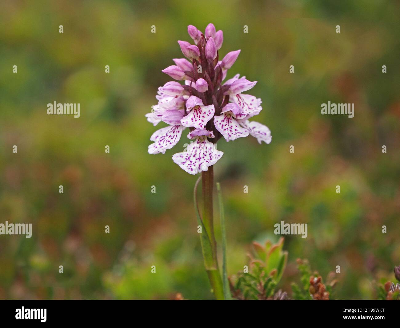 short flowerspike of Heath Spotted Orchid (Dactylorhiza maculata) with  pink purple markings on white lip on wind-blasted turf of Orkney, Scotland,UK Stock Photo