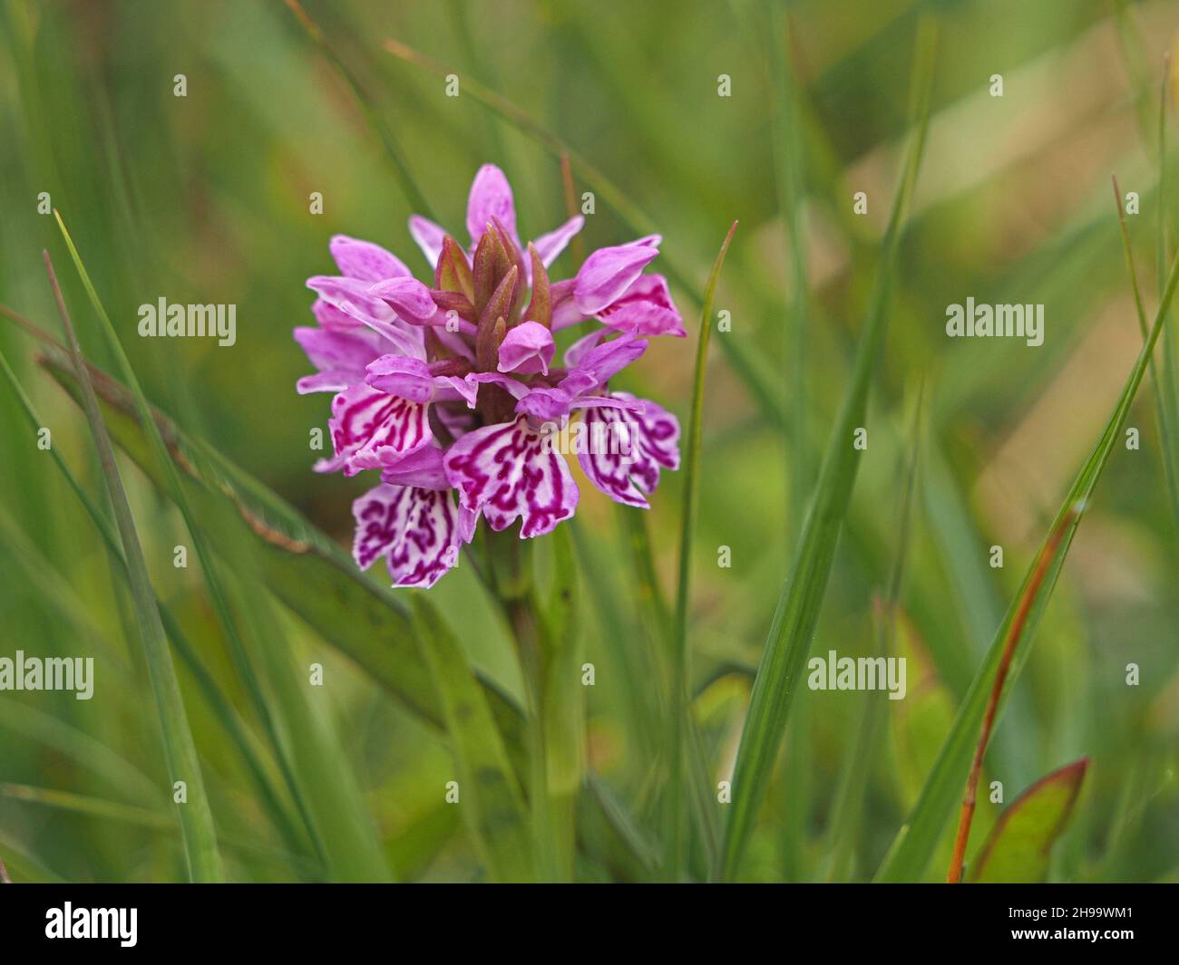 short flowerspike of Heath Spotted Orchid (Dactylorhiza maculata) with unusually bold pink purple markings on wind-blasted turf of Orkney, Scotland,UK Stock Photo