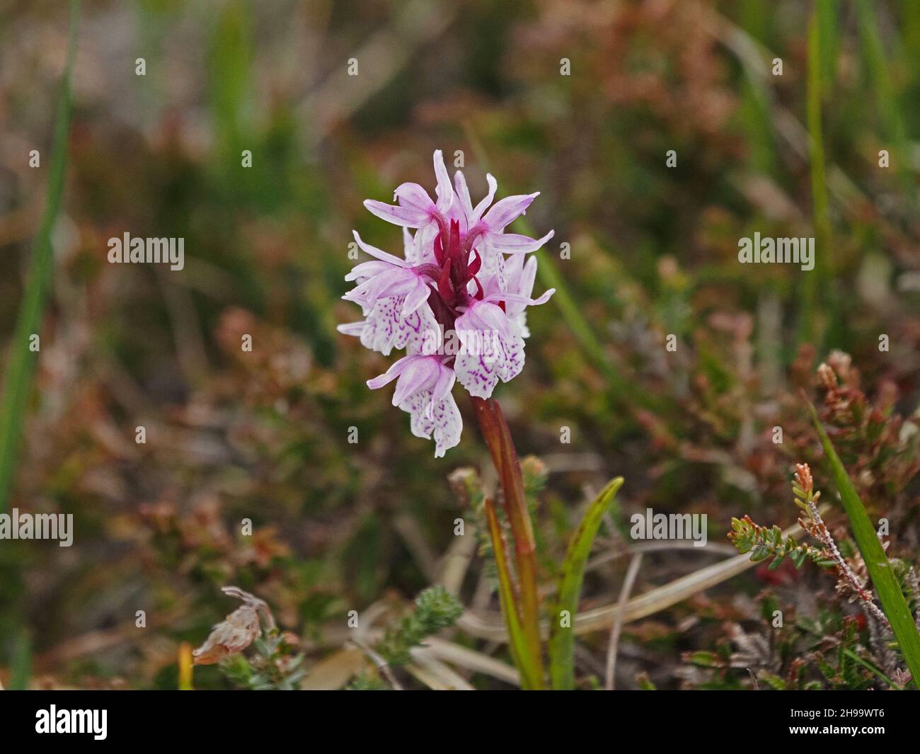 short flowerspike of Heath Spotted Orchid (Dactylorhiza maculata) with pale pink purple markings on white lip on heather bog in Orkney, Scotland, UK Stock Photo
